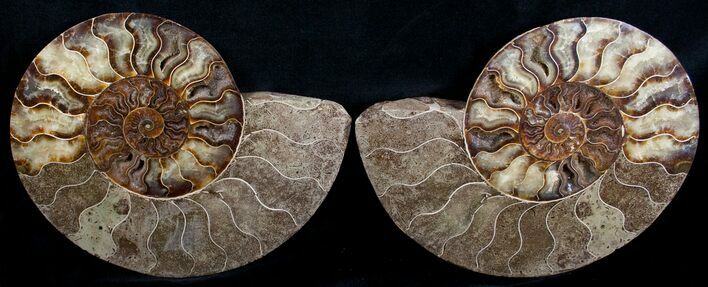 Beautiful Split Ammonite Pair - Agatized #6406